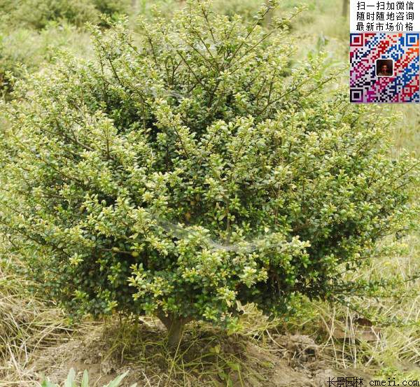龜甲冬青