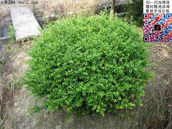 龜甲冬青