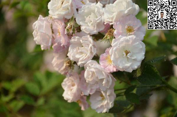 薔薇花苗 薔薇花苗