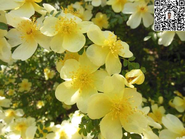 薔薇花苗 薔薇花苗