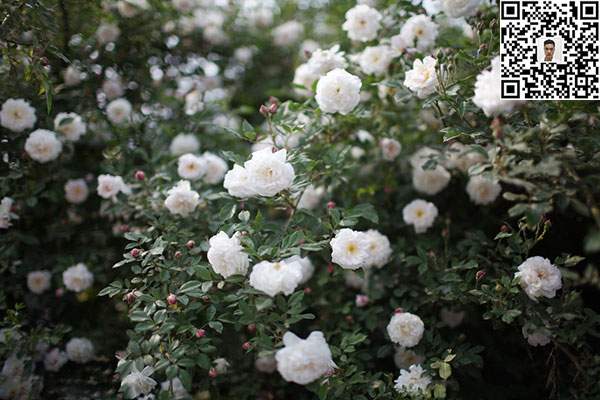 薔薇花苗 薔薇花苗