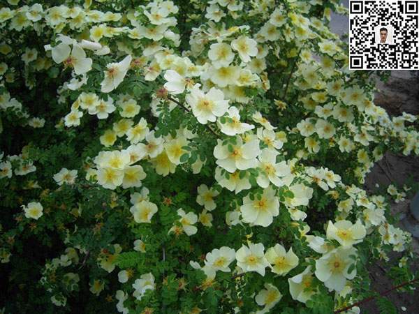 薔薇花苗 薔薇花苗