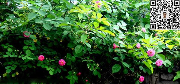 薔薇花苗 薔薇花苗