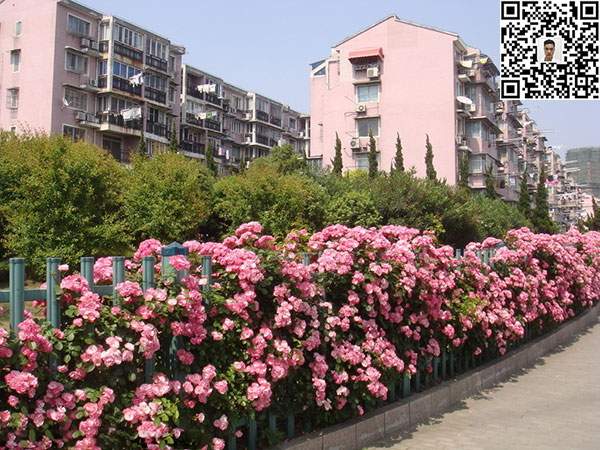 薔薇花苗 薔薇花苗