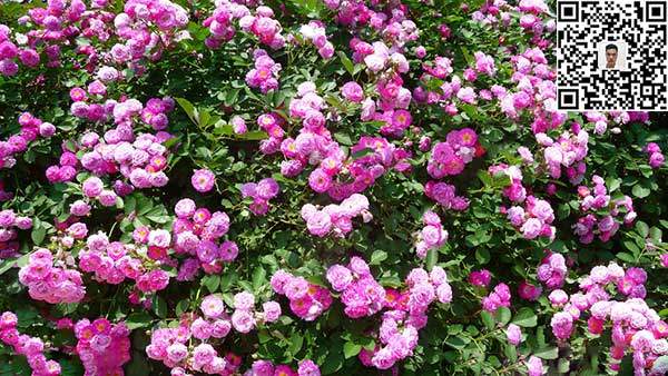 薔薇花苗 薔薇花苗