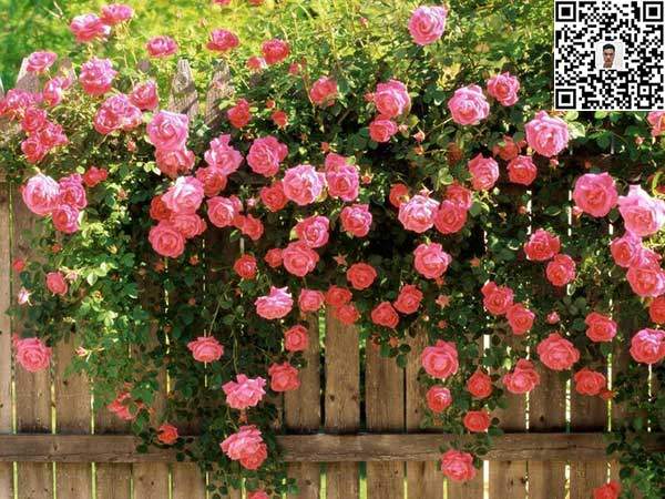 薔薇花苗 薔薇花苗