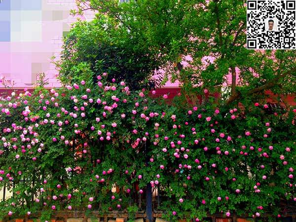 薔薇花苗 薔薇花苗