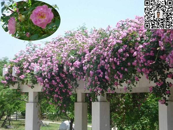 薔薇花苗 薔薇花苗