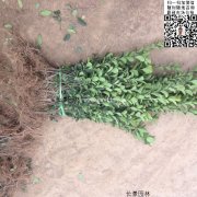 哪里有大葉黃楊綠籬苗 價格是多少？