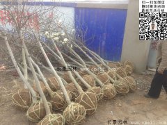 常用規格的白玉蘭樹多少錢？