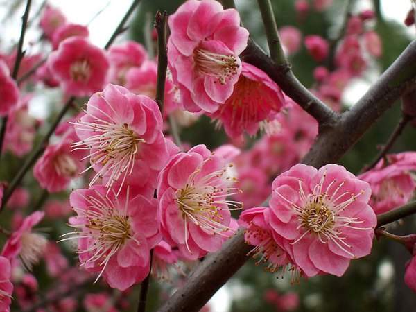 紅梅花
