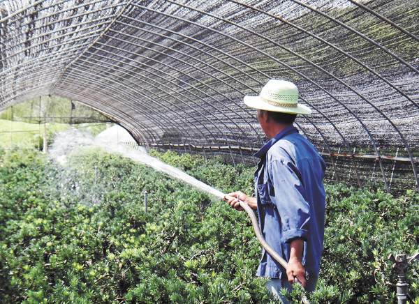 綠化苗木起苗出圃都有哪些注意事項？