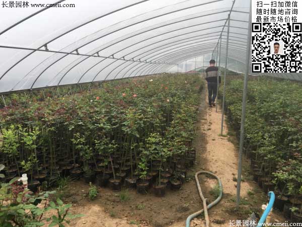 容器苗樹形月季樹小苗