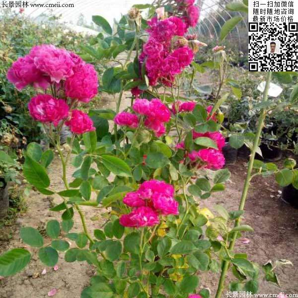 月季樹狀月季花基地