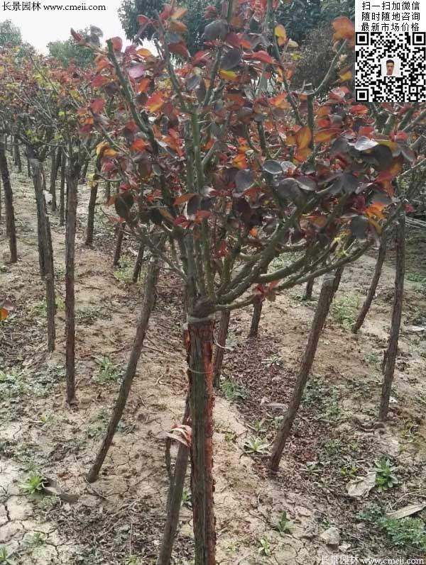 月季樹狀月季花基地