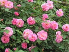 豐花玫瑰