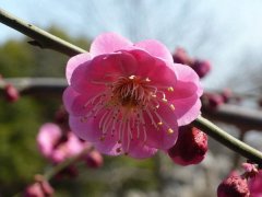 聽說“日本櫻花”和“紅梅”還是近親呢，你知