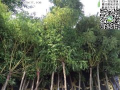 求購5、6、7、8公分的精品黃金槐，還是到沭陽，