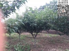 2016下半年最新最全櫻花樹苗價格已出，請更新