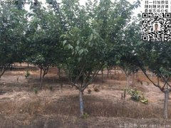 今年的櫻花樹苗多少錢一棵？