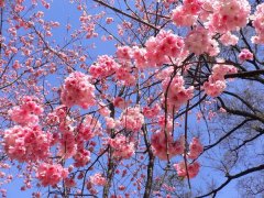 櫻花的花語是什么，有什么寓意？