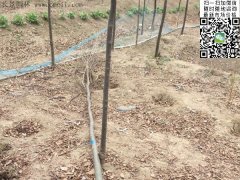 你還在為買櫸樹四處奔波嗎？那你就out了，告訴