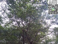 櫸樹不管是在綠化界，還是在建筑界都會令你刮