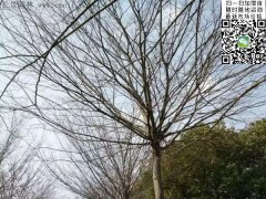 櫸樹的綠衣雖好看，但是變成光桿司令的“它”