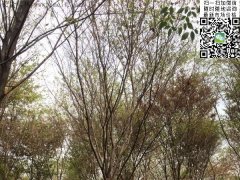 這個秋季讓櫸樹占盡了風采，你還在持觀望的態