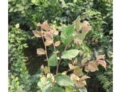 紅櫸與櫸樹有什么不同？