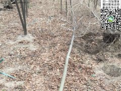 專家告訴你，為什么5公分櫸樹在園林界最暢銷