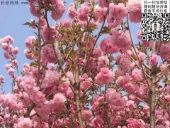 早櫻、晚櫻都是櫻，但你知道那款櫻花是最被看