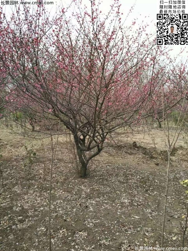 地徑5-7公分紅梅，數量7000棵左右