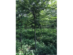 較大的櫸樹產地，產量百分之二十以上