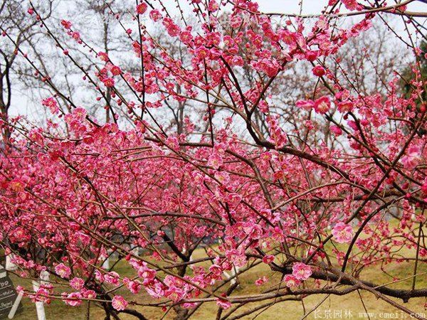 批發供應紅梅和骨里紅梅，規格齊全、價格低