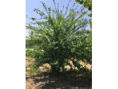 正宗紅花木槿，1~8公分規格齊全，分枝多冠幅大