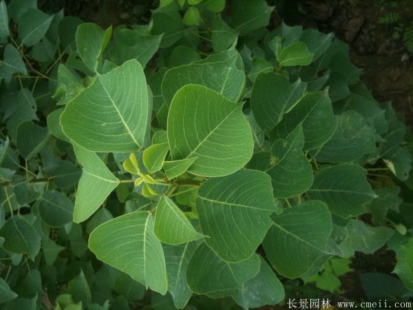 烏桕樹圖片烏桕樹基地實拍 烏桕樹圖片烏桕樹基地實拍