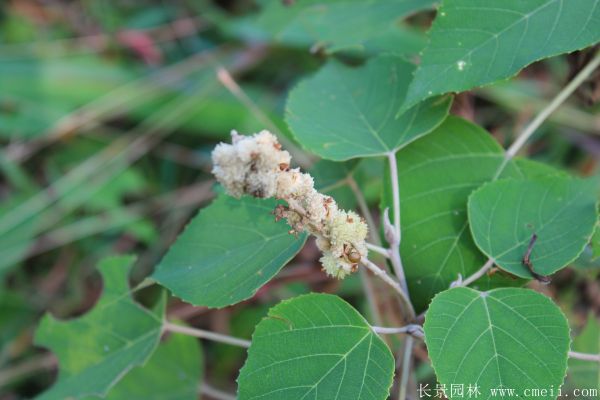 烏桕樹圖片烏桕樹基地實拍 烏桕樹圖片烏桕樹基地實拍