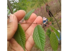 櫸樹生長速度快嗎？