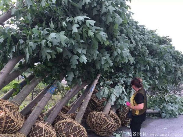 馬褂樹基地馬褂樹圖片 馬褂樹基地馬褂樹圖片