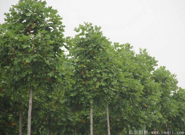 馬褂樹基地馬褂樹圖片 馬褂樹基地馬褂樹圖片