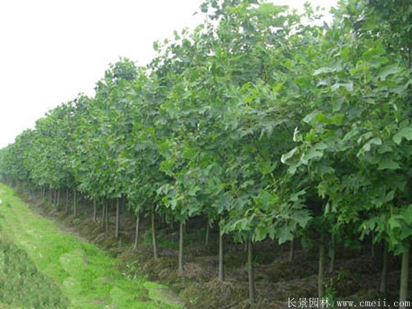 馬褂樹基地馬褂樹圖片 馬褂樹基地馬褂樹圖片