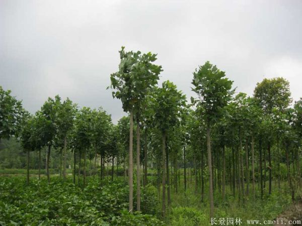 馬褂樹基地馬褂樹圖片 馬褂樹基地馬褂樹圖片