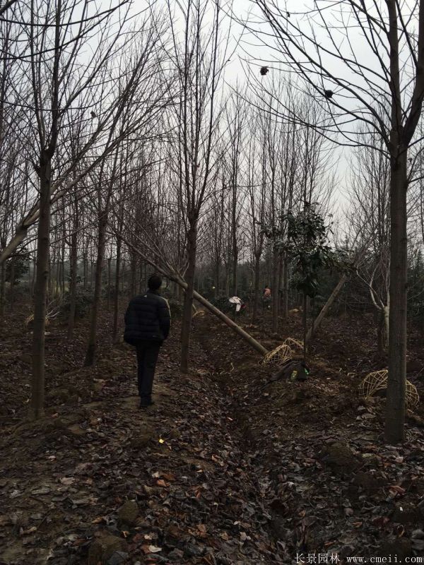 馬褂樹基地馬褂樹圖片 馬褂樹基地馬褂樹圖片