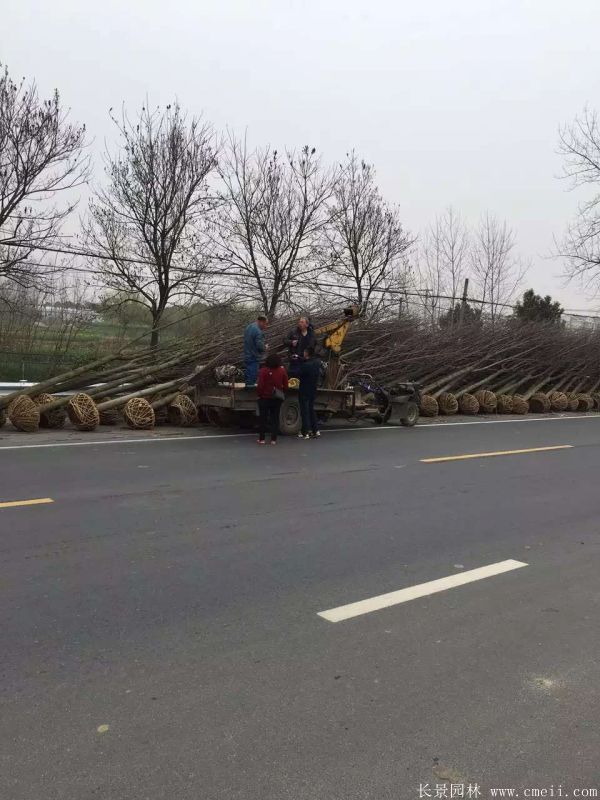 馬褂樹基地馬褂樹圖片 馬褂樹基地馬褂樹圖片