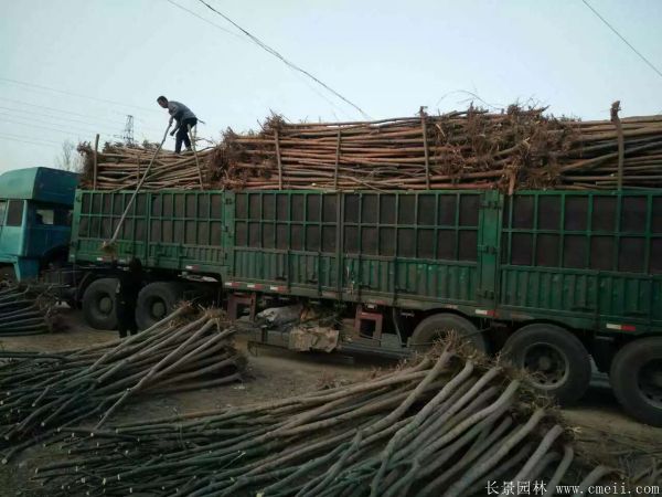 垂柳圖片垂柳基地實拍 垂柳圖片垂柳基地實拍
