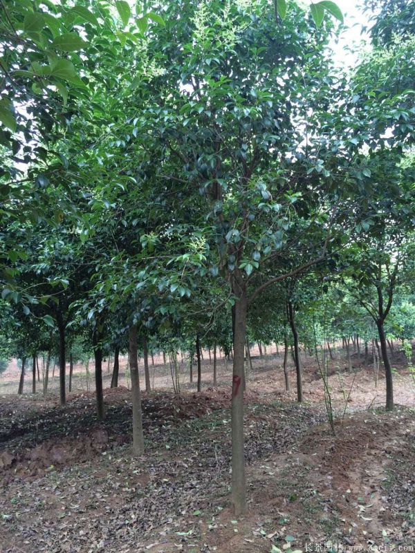 高桿女貞圖片高桿女貞基地實拍 高桿女貞圖片高桿女貞基地實拍