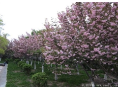 胸徑6公分櫻花哪里有賣的？
