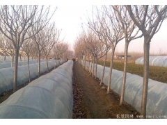 櫻花多少錢一棵？