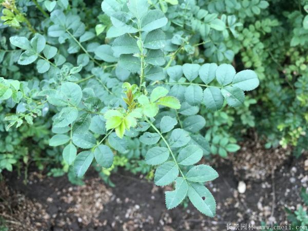 紅刺梅種子發芽出苗圖片